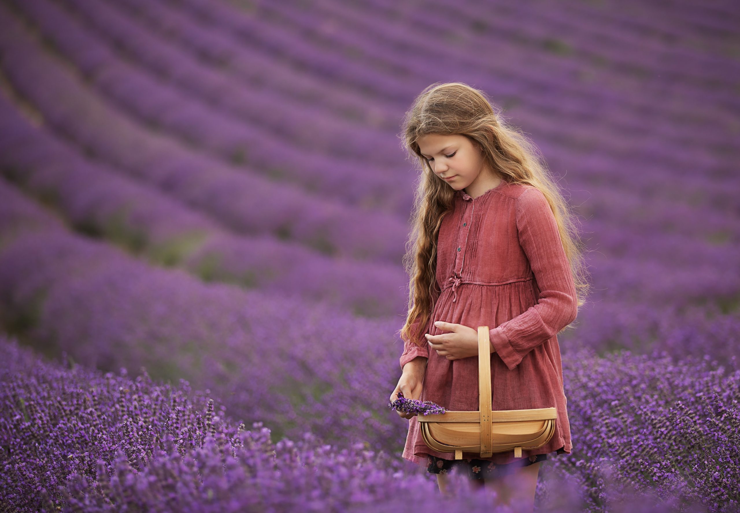 long haired girl picking lavender in a field of Lavender